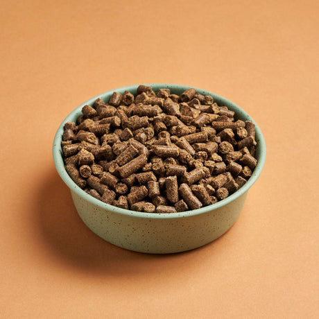 DARF Cold Pressed Insect dog food in a blue green bowl.