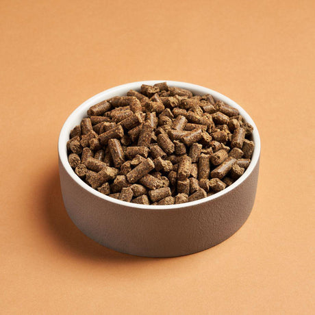 Darf Insect Cold Pressed Dog Food in a white ceramic bowl.