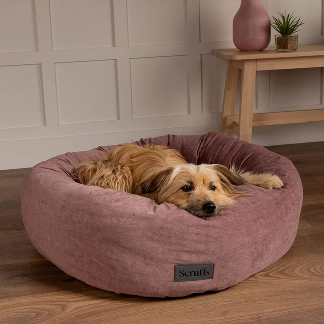 Brown dog laying in the pink blush Scruffs Oslo dog bed.