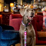 Weimeraner wearing a max and molly cherry blossom dog collar and matching lead