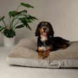 Spaniel dog sitting on a Scruff Harvard Memory Foam Mattress