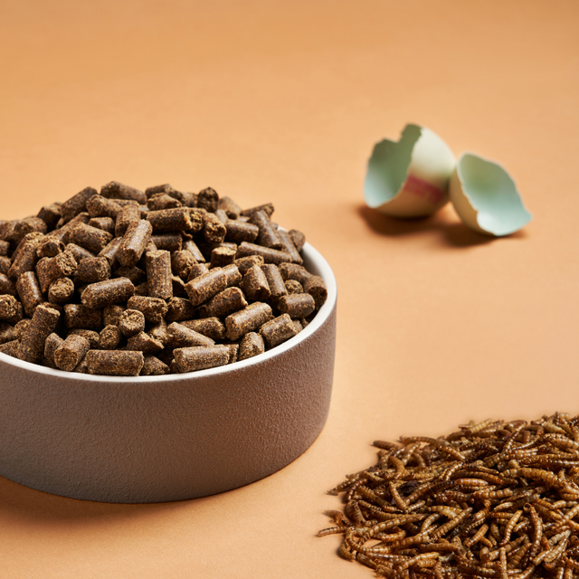 A bowl of DARF Insect Cold Pressed Dog Food beside egg shell and insect larvae. 