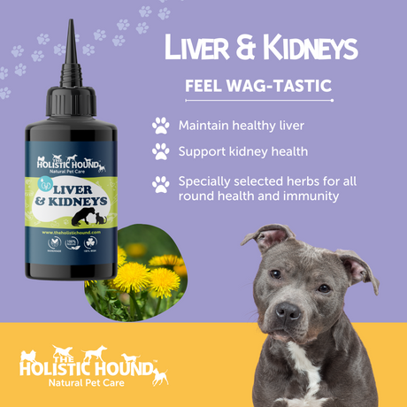 Holistic Hound Liver and Kidney supplement with a grey staffie.