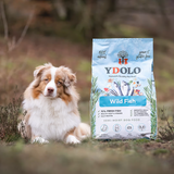 A australian shepherd dog sitting on grass to the side of a 10kg bag of Ydolo Wild Fish semi moist dog food.