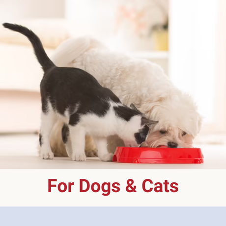 Glucosamine, Chondroitin and MSM for dogs and cats.