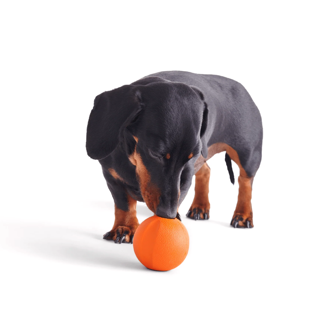 Dachshund touching a fetch ball with its nose.