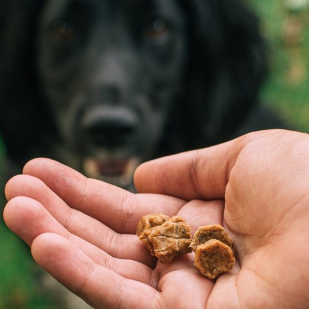 Hand holding Tribal Trainers treats with a black dog in the background looking at the treats.