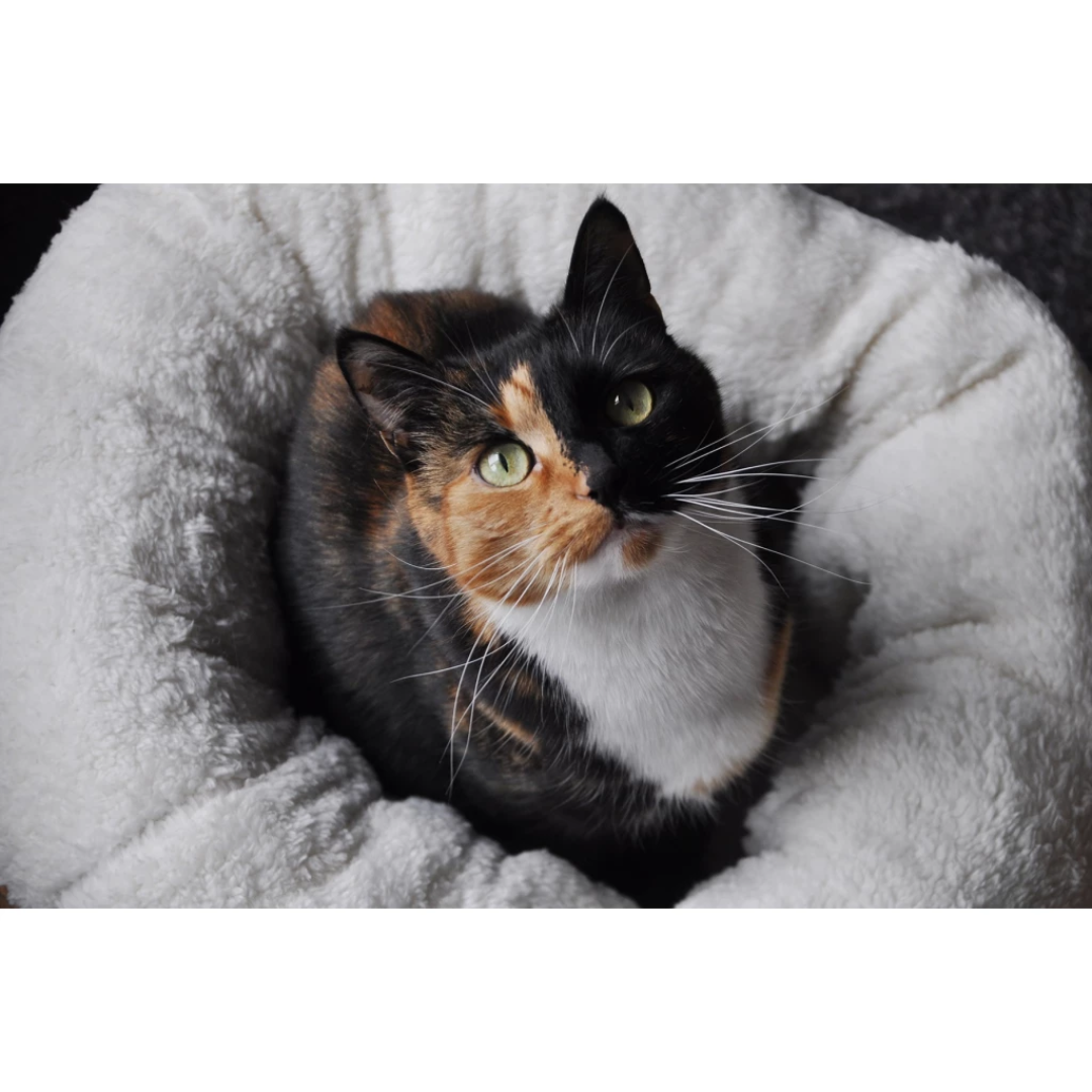 A tortoiseshell cat looking upwards, while sitting inside a APF Lambswool Donut pet bed.