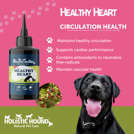 Holistic Hound Fundamentals Healthy Heart