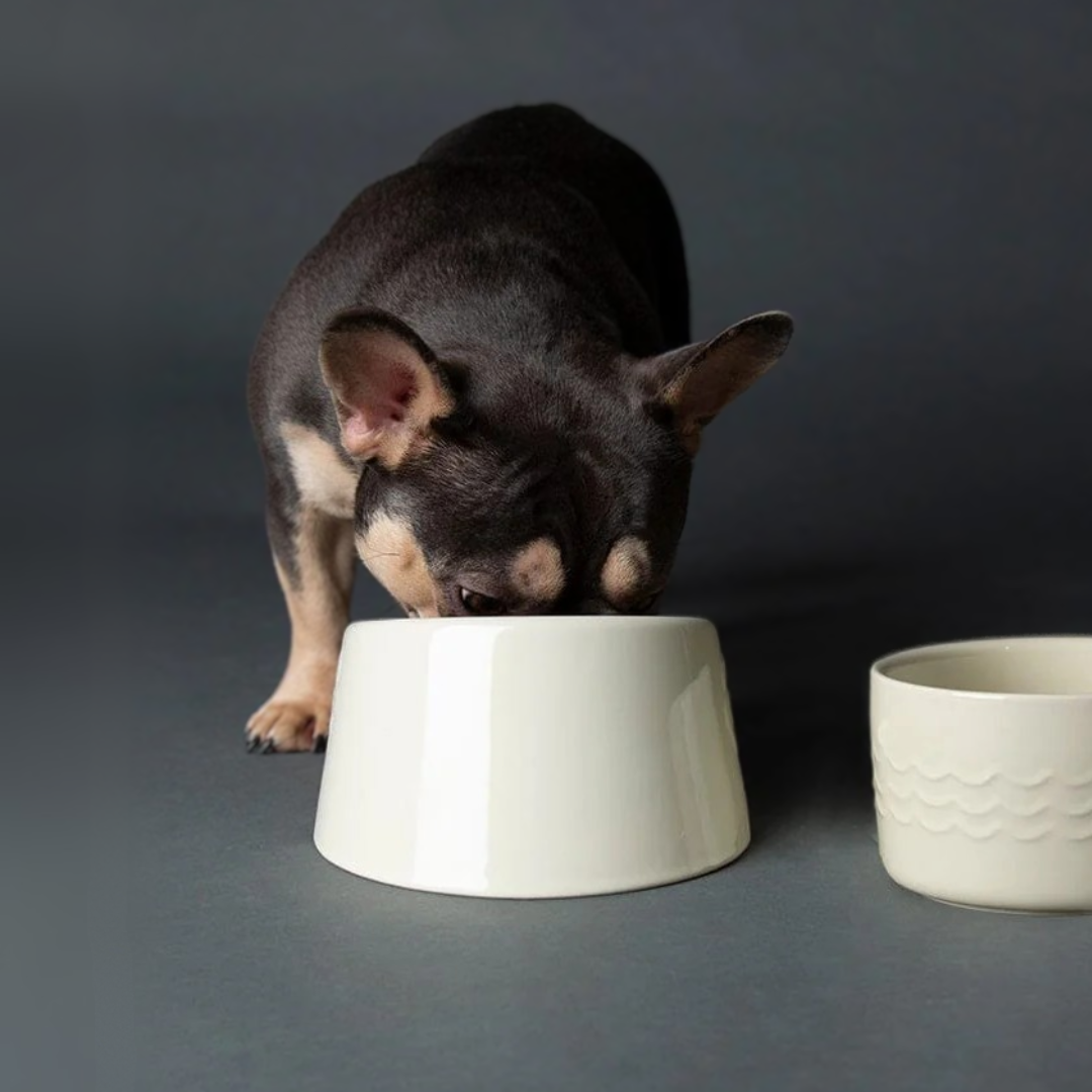 French Bulldog eating from a Scruff Icon Flat Faced Pet bowl.