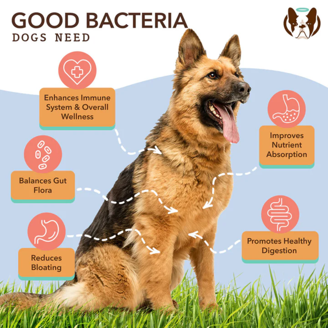 Dogs Need Good Bacteria