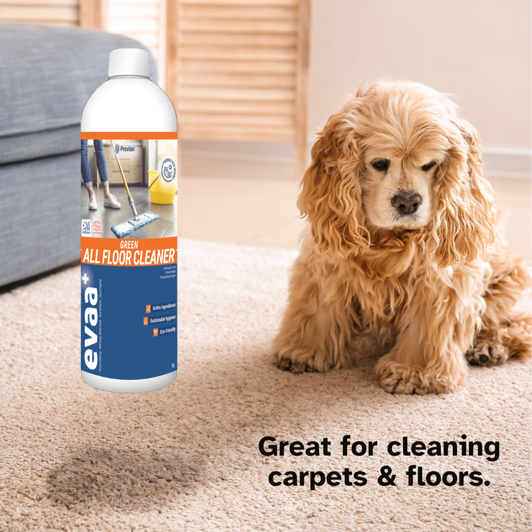 A cocker spaniel, on a soiled carpet. There is a bottle of Probiotic chemical free floor cleaner and text saying "Great for cleaning carpets and floors".