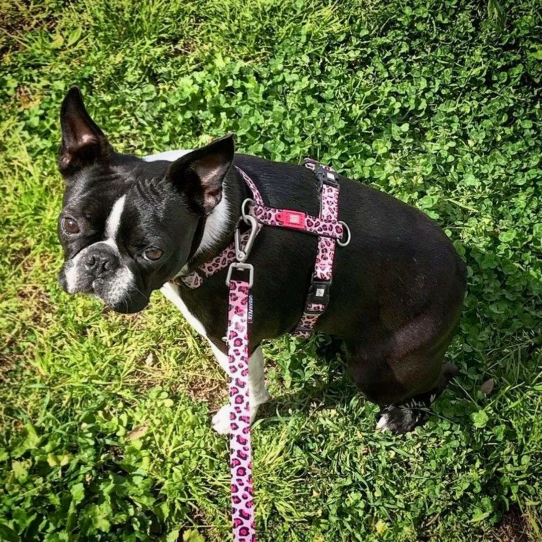 Boston terrier wearing a Max and Molly Pink Leopard Harness and matching lead.