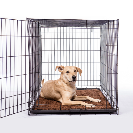 Fawn coloured dog inside of a dog crate, laying on a dirty dog absorbent doormat runner.