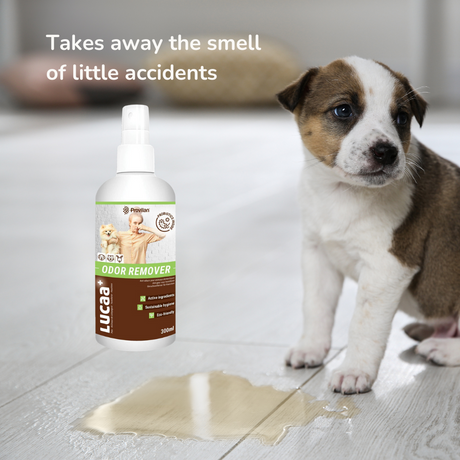 Provilan Lucca Pet Odor remover spray take away the smell of little accidents.