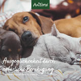 Two dogs and cat cuddling, along with text saying "Balance through natural calming".