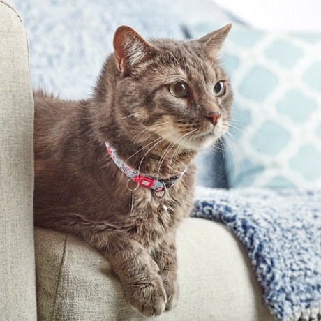 Brown cat on a sofa wearing a Max & Molly Cherry Blossom Smart ID Cat Collar