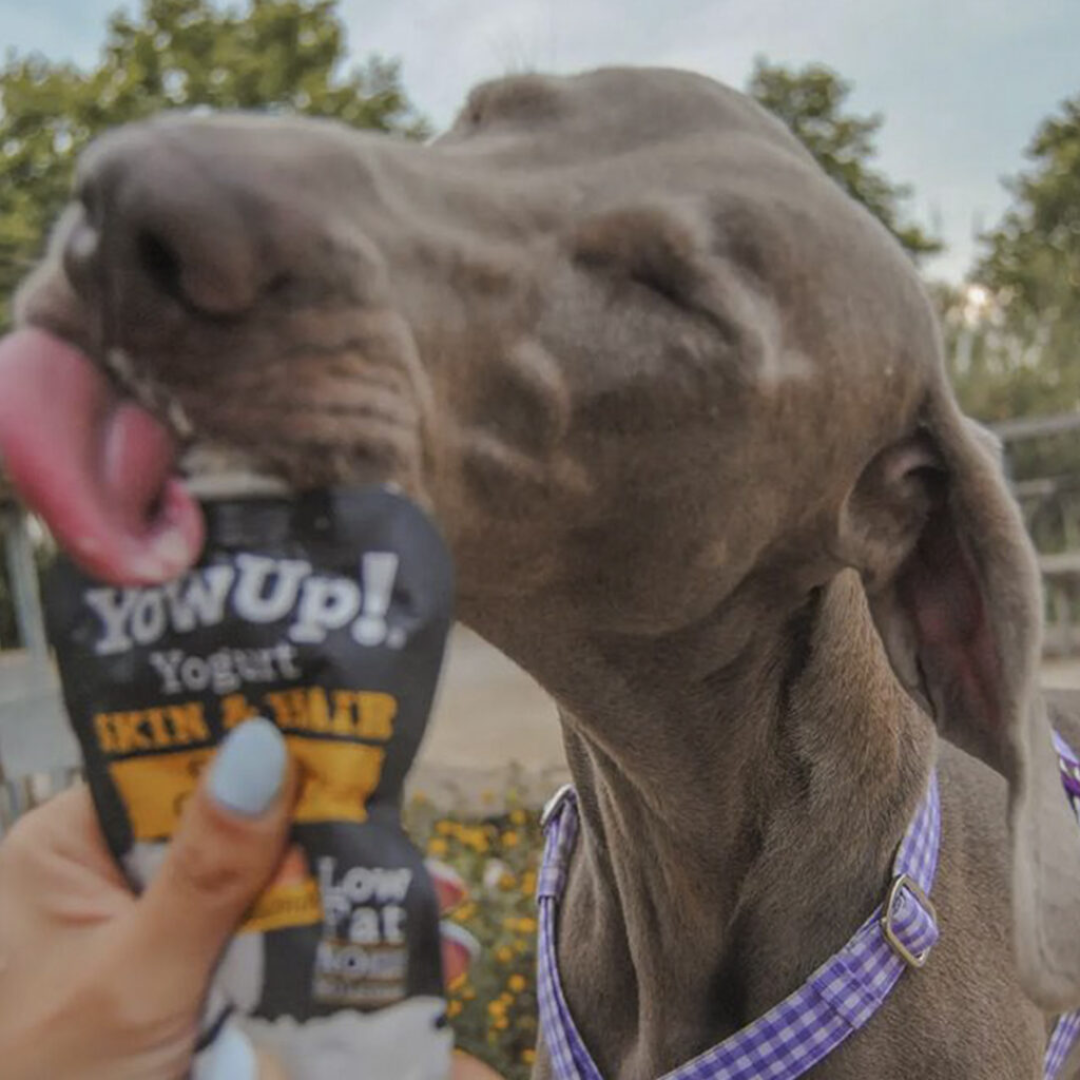 Weimaraner eating YowUp yoghurt for dogs from the pouch.