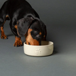 Dachshund eating from a scruffs icon ceramic food bowl.