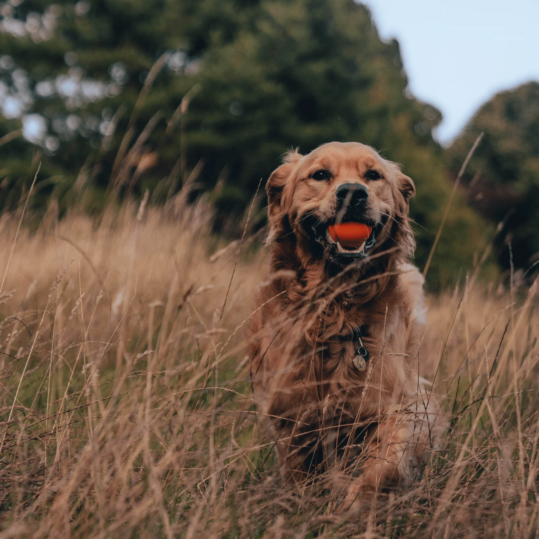 Golden retriever running in long grass with a Beco rubber ball in its mouth.