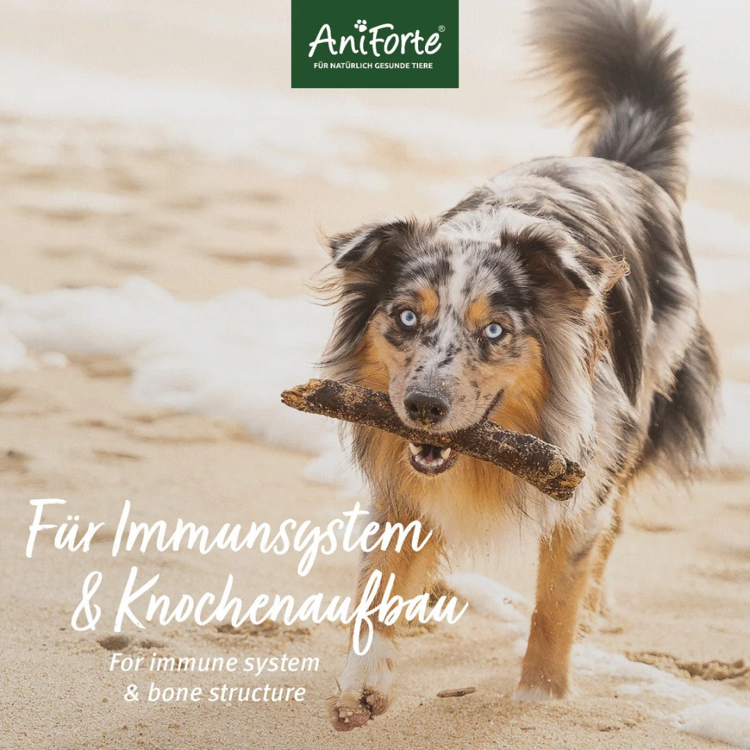 Dog running with stick in his mouth with text saying "For immune system and bone structure".