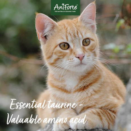 Ginger cat with text "Essential Taurine - Valuable Amino Acid".