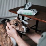 A whippet having its ear wiped by a Beco bamboo wipe for dogs.