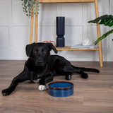 Black dog laying on a wooden floor beside a blue scruffs ceramic bowl.