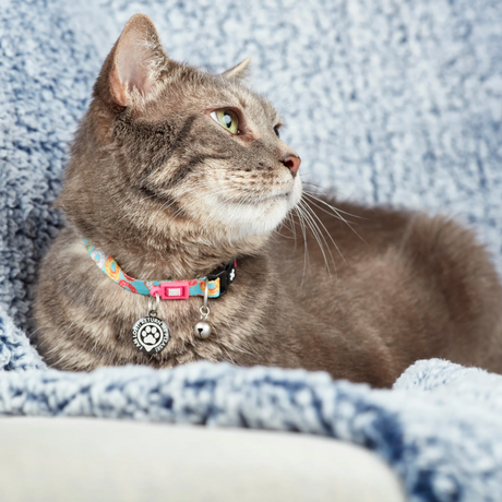 Max and Molly Donuts Smart ID Cat Collar