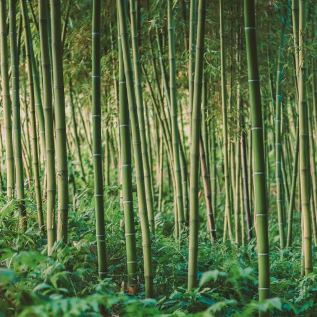 Bamboo.