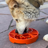 Cream coloured dog eating kibble from Sodapup Yin Yang enrichment tray