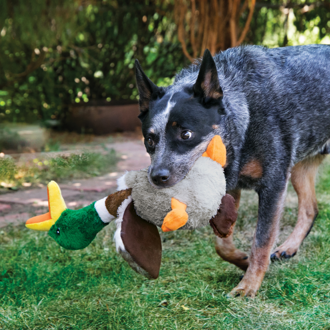 Kong Shakers Bird Toy