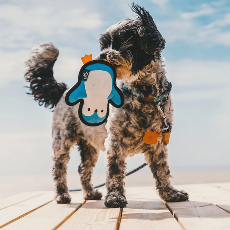 Dog holding a Beco Recycled Peggy the Penguin dog toy in its mouth.