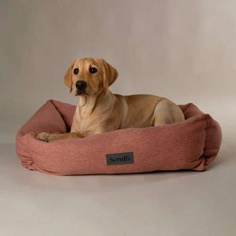 Labrador puppy in a Scruffs Seattle Box Bed in coral.