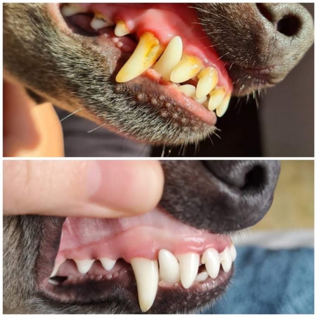 Two images of a dog's teeth, before and after using the provilan dental care probiotic spray for pets.