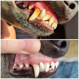 Two images of a dog's teeth, before and after using the provilan dental care probiotic spray for pets.