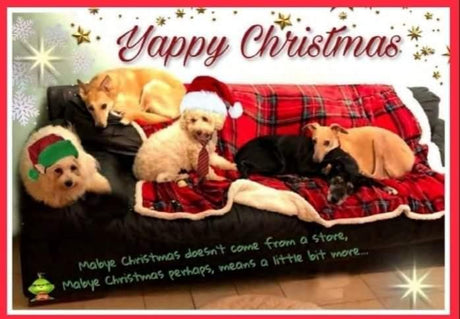 Cara Rescue Dogs Christmas Cards - 10 Pack