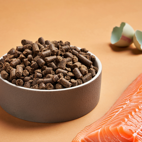 A bowl of DARF Cold Pressed Salmon dog food beside an egg shell and raw salmon.