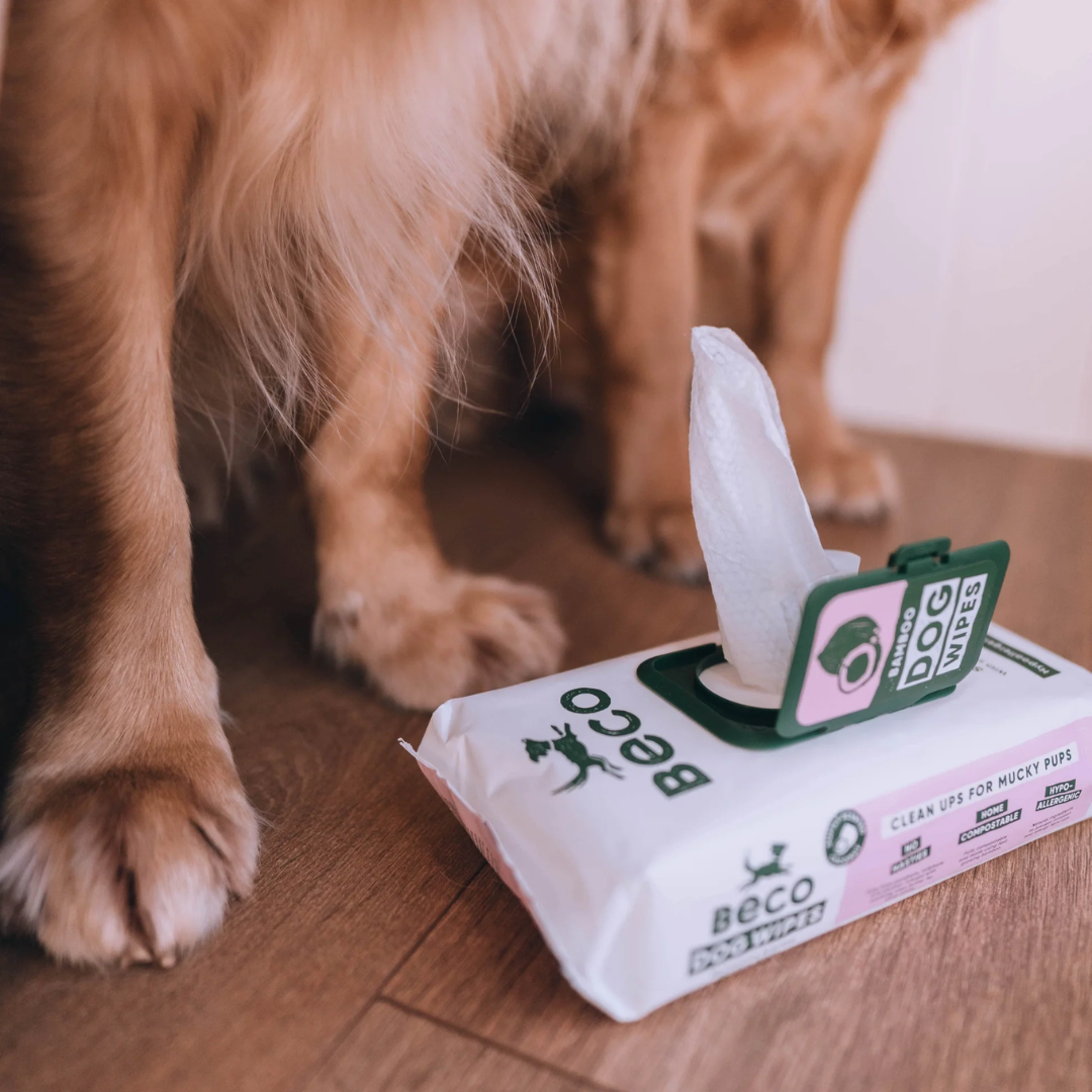 Beco Coconut Scented Bamboo wipes for dogs at the feet of a dog.