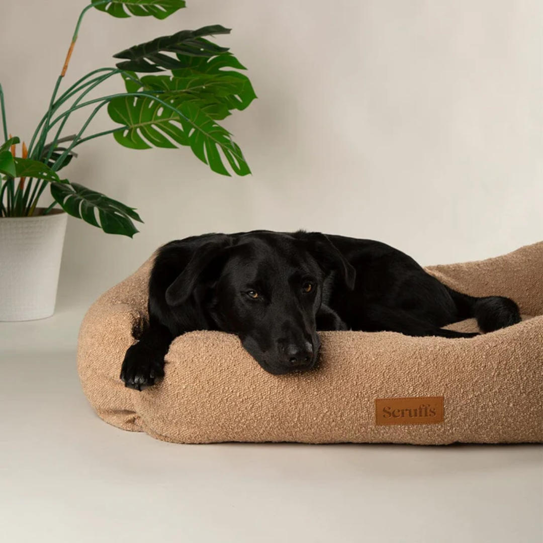 Black dog resting in a Scruffs boucle dog bed, with a monstera plant in the background.