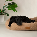 Black dog resting in a Scruffs boucle dog bed, with a monstera plant in the background.