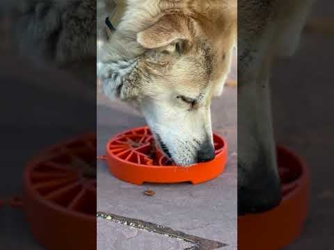 SodaPup Yin Yang Enrichment Tray